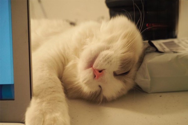 猫突然爱睡觉是怎么了？猫咪嗜睡不爱动的原因