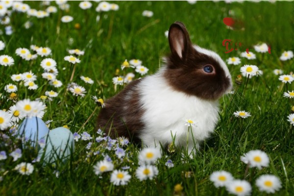 饲养兔子过程中不可以不知道的禁忌