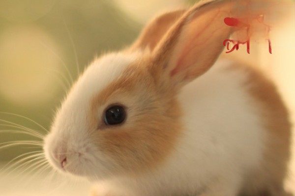 兔子耳朵发红瘙痒，一直抓耳朵怎么办？