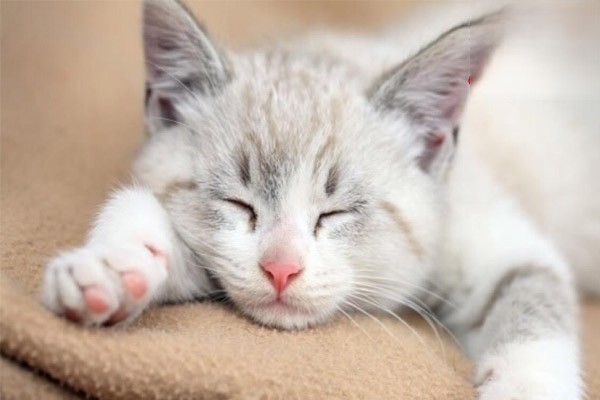 小猫眼角有较多分泌物是猫瘟症状吗？