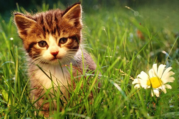 小猫一直拉肚子是什么原因？