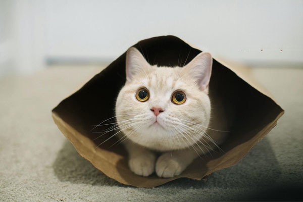 猫咪得了尿结石，切忌这样给猫咪补水！