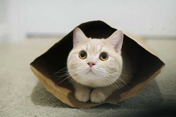 猫咪得了尿结石，切忌这样给猫咪补水！