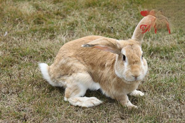兔子散养都需要注意哪些事项？