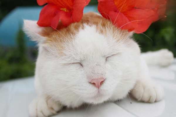 猫咪感冒不愿意吃药怎么办？