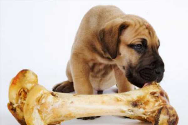 狗狗吃骨头卡住了怎么解决？