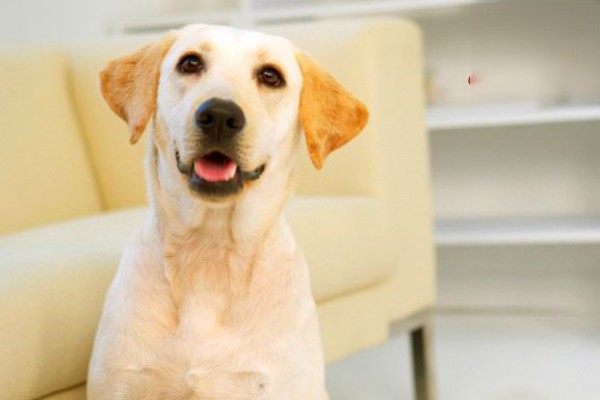 狗狗口腔疾病的预防措施有哪些？