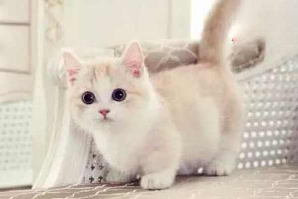 猫咪眼睛分泌物增多是怎么回事？