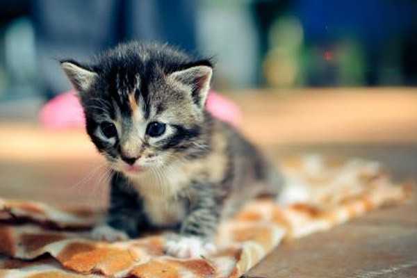 正常情况下，猫咪眼睛分泌物多吗？