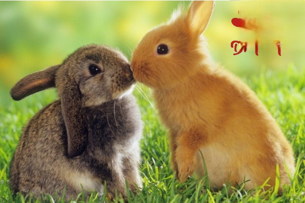 哪些情况会导致兔子口臭？