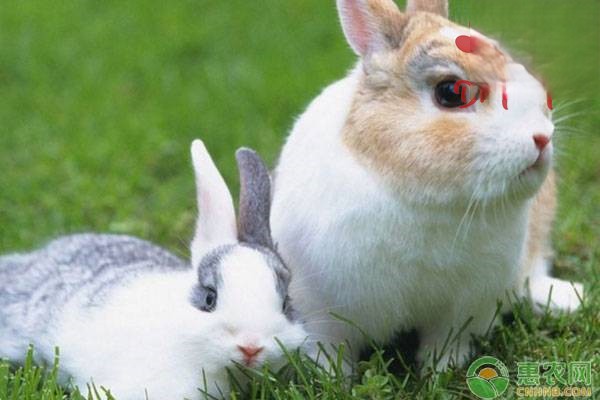 成年兔子不孕的原因及防治措施