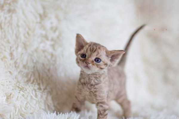 猫咪感冒会诱发猫鼻支吗？