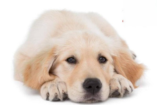 狗狗鼻炎怎么治？能治好吗？