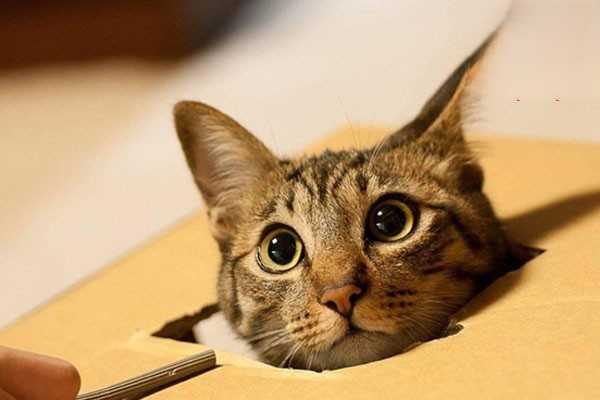 猫咪发抖没精神的原因是什么？