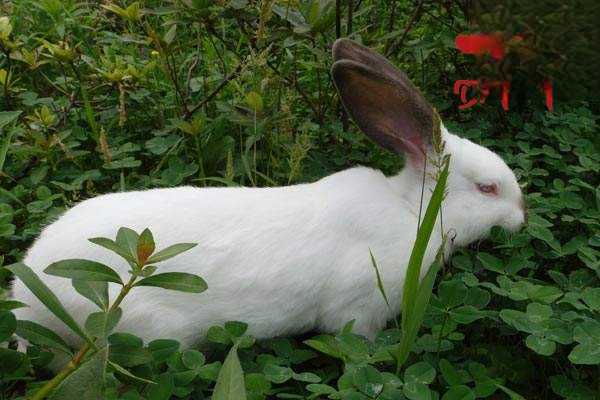 怎样防治兔毛球症？
