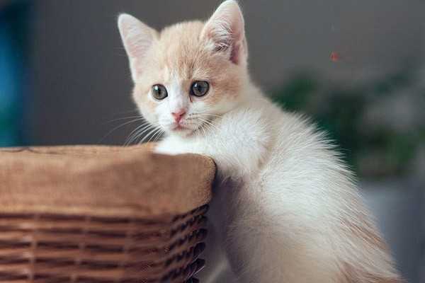 猫咪眼角有白色粘稠物是怎么了？