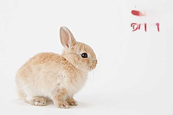 兔子为什么吃毛？如何解决兔子吃毛问题？