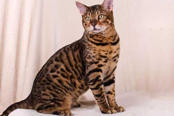 猫咪掉毛该如何清理？
