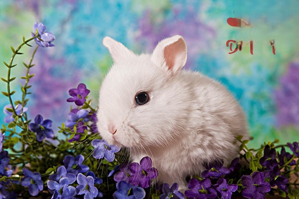 兔子中暑会出现哪些症状？