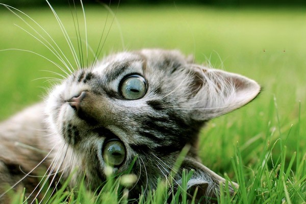 猫咪感染耳螨该怎么治？