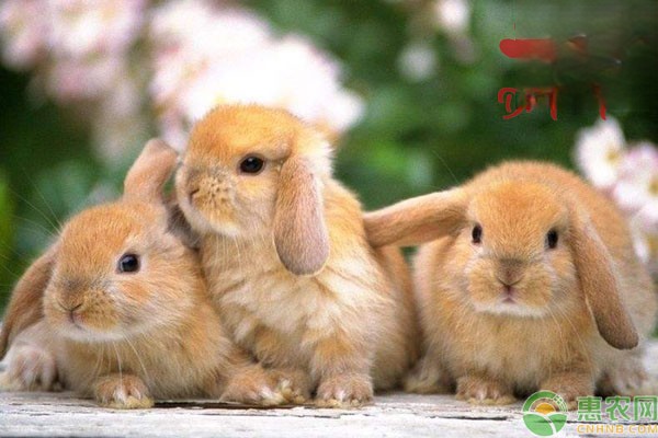 哪些兔子不宜繁殖后代？