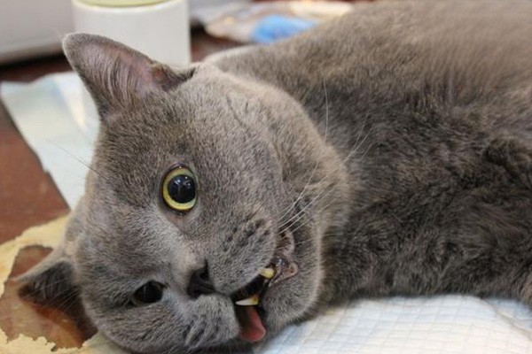 猫咪吐毛球一般吐几次？