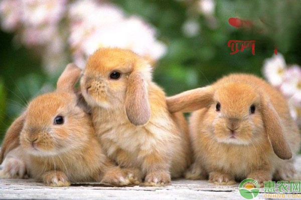 兔子胃胀气的病因及防治方法