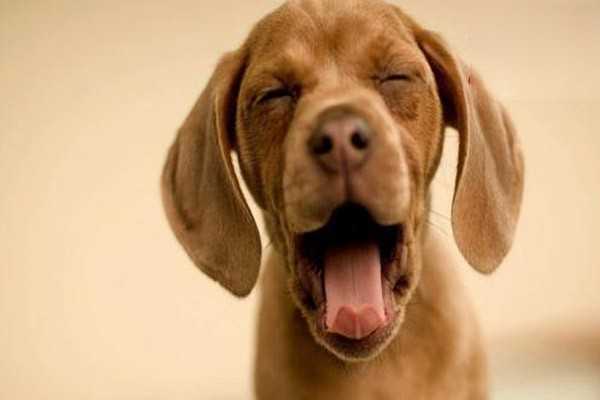 狗狗一直咳嗽是感冒了吗？