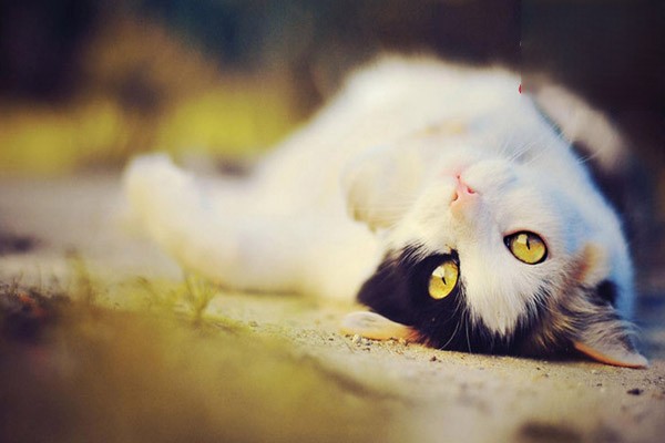 猫咪有泪痕是猫粮有问题吗？