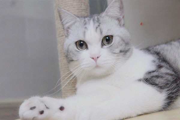 猫咪软便的原因有哪些？