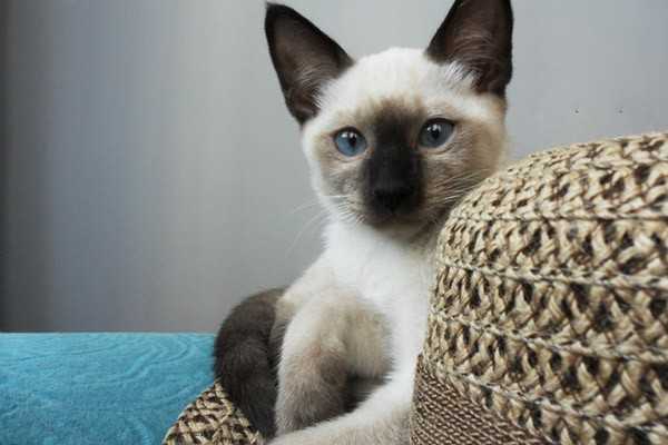 猫咪拉软便是怎么回事？