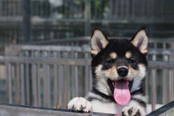 狗狗可以喝腊八粥吗？
