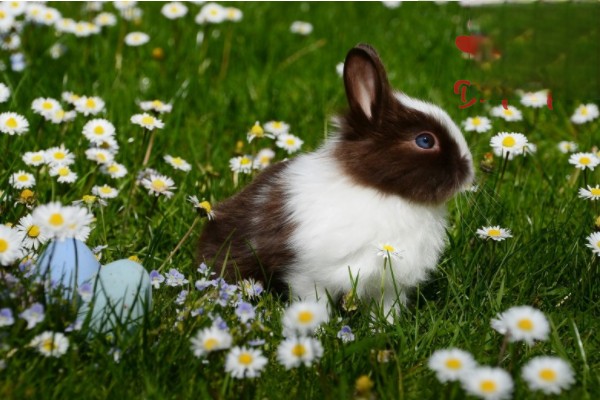 兔子呛到气管应该如处理？