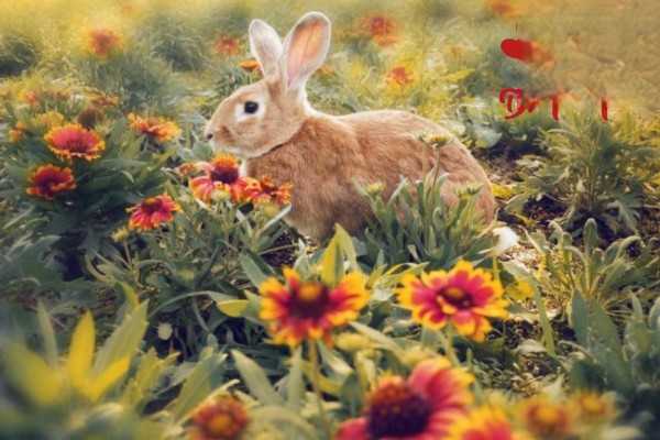 兔子为什么会出现异食癖？
