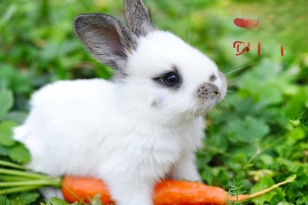 兔子眼睛红肿是生病了吗？