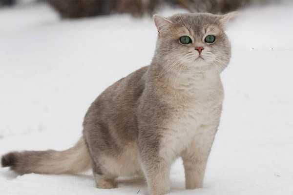猫咪吃塑料袋是异食癖吗？