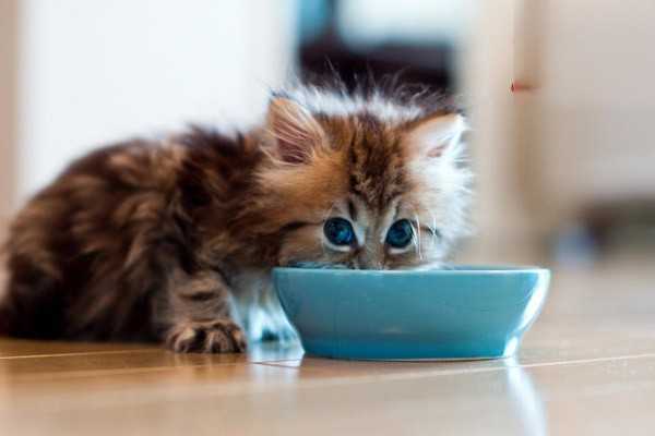猫咪突然爱喝水正常吗？
