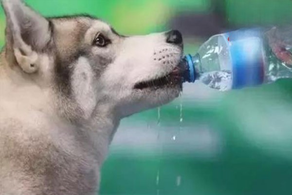 狗狗一天喝多少水是标准量