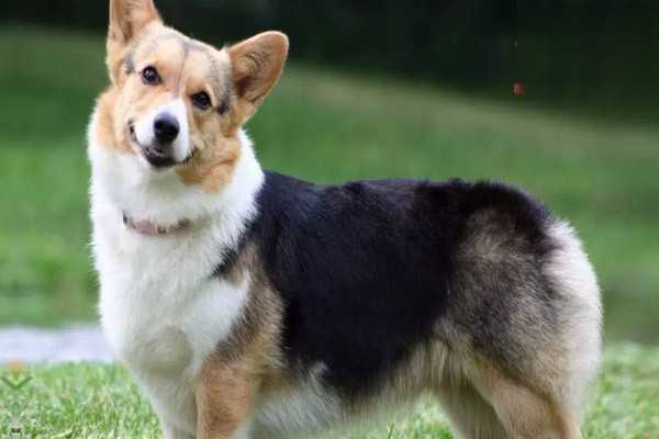 怎么照顾老年狗狗？老年犬饲养注意事项