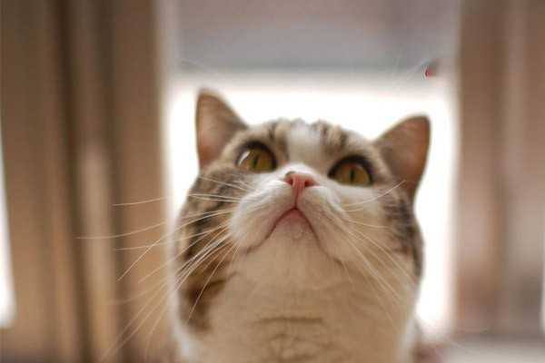什么品种的猫咪比较黏人？