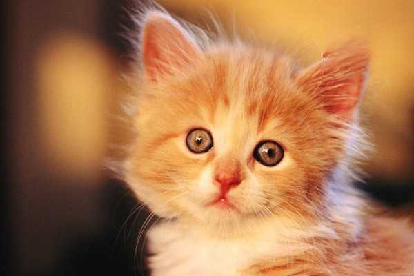 猫咪拉稀腹泻怎么解决？