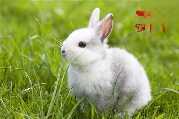 兔子行为特点有哪些？