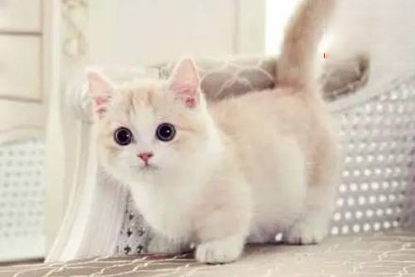 猫咪有耳螨怎么办？