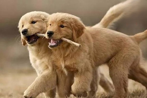 给狗狗刷牙的正确方法介绍