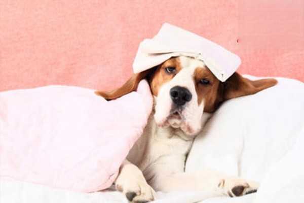 狗狗感冒的特征，狗狗感冒能自己好吗？