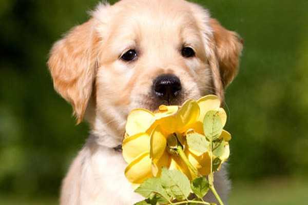 狗狗的生殖器为什么会流出黄色液体？