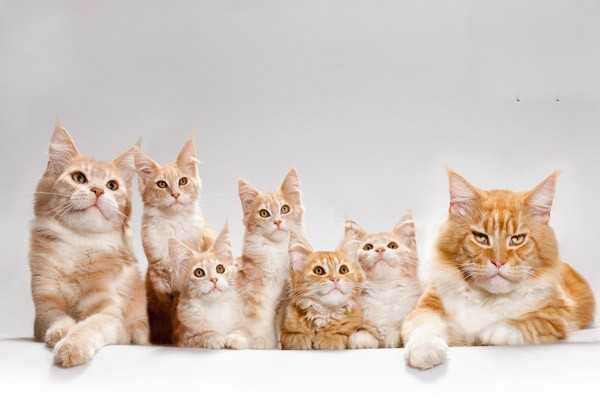 猫咪感冒流鼻涕应该怎么治？