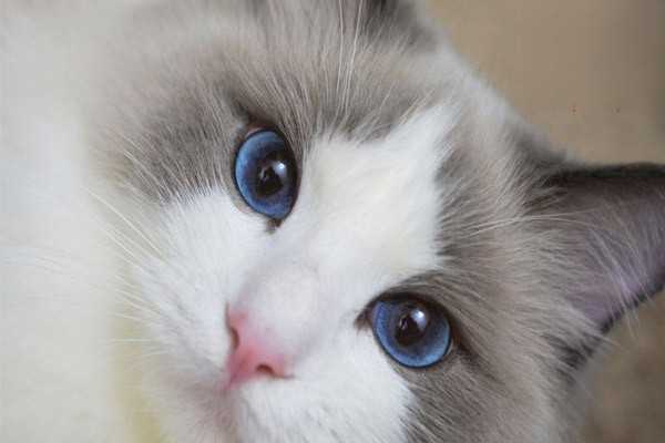 猫咪总是拉稀怎么办？