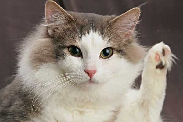 猫咪接种猫三联后的常见反应有哪些？