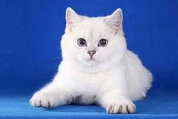 过度肥胖的猫要怎么减肥？